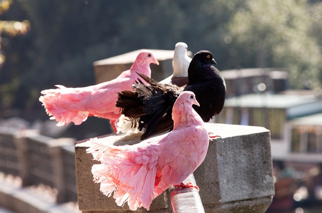 頓涅茨克礦 頓涅茨克礦